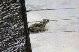 Image of Kaochahien Frog