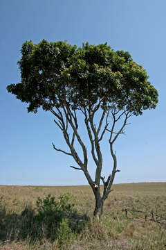 Image of Protorhus longifolia (Bernh.) Engl.