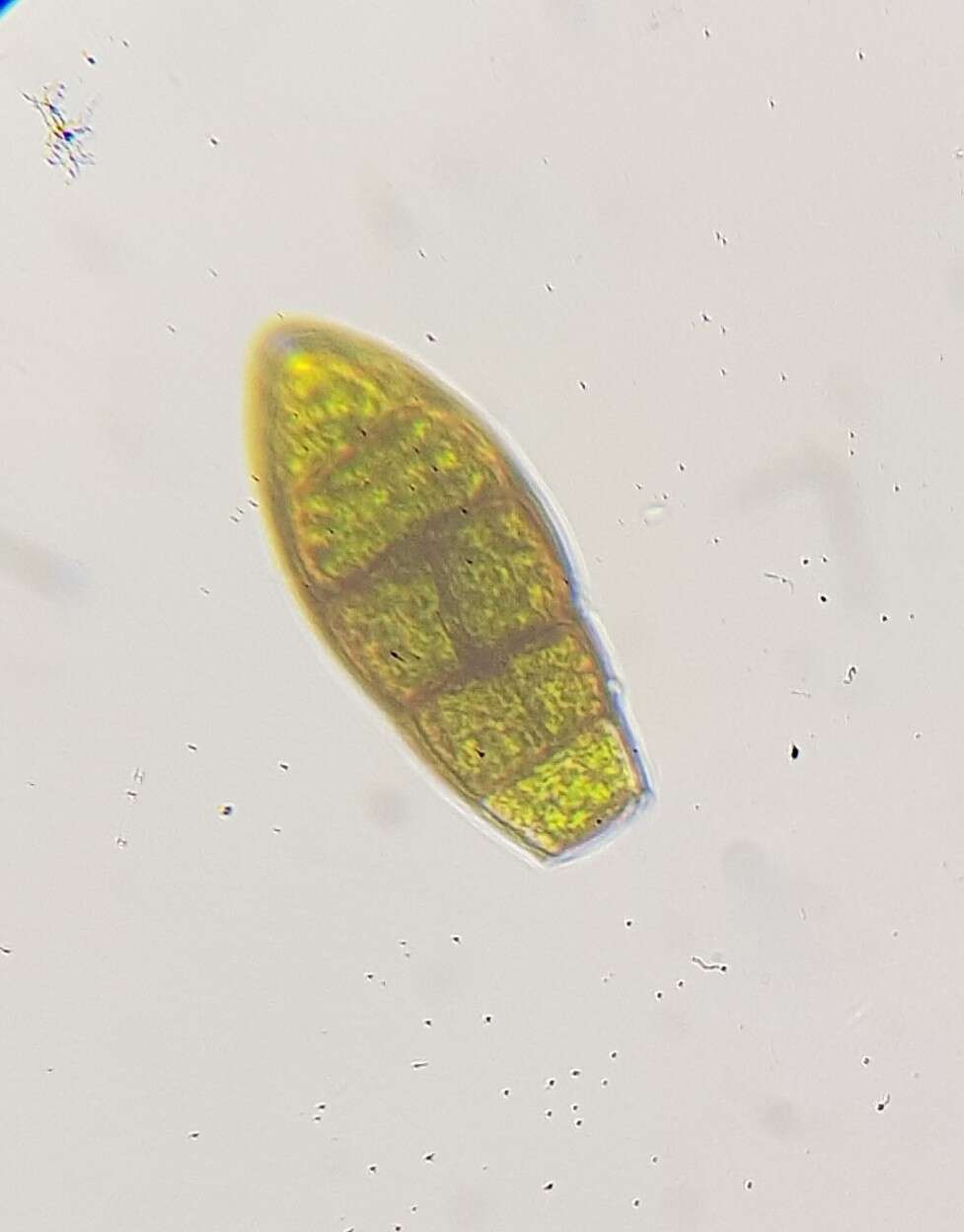 Image of zygodon moss