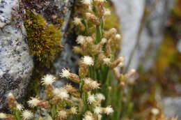 Image of Baccharis genistelloides