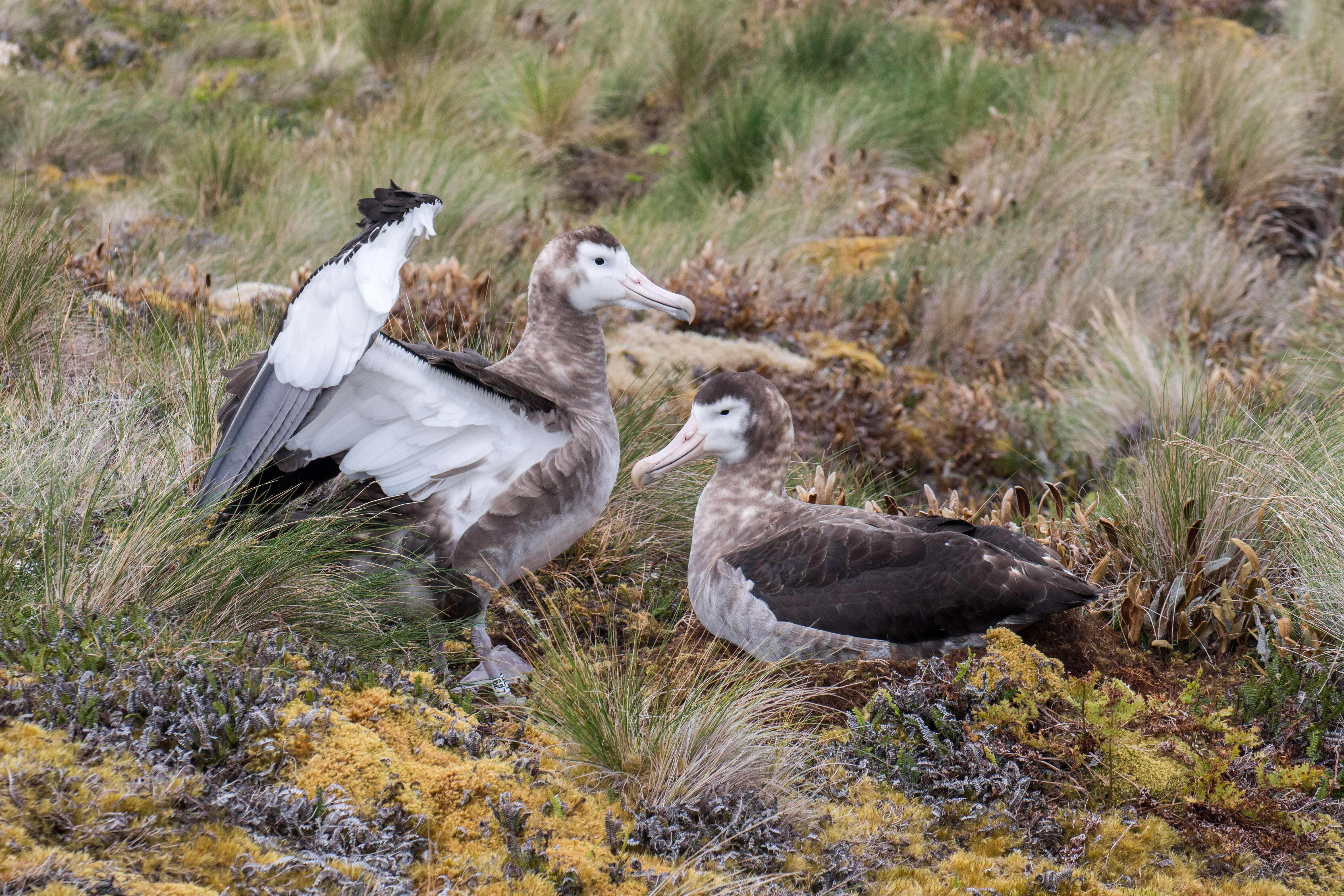 Amsterdam albatrosu resmi