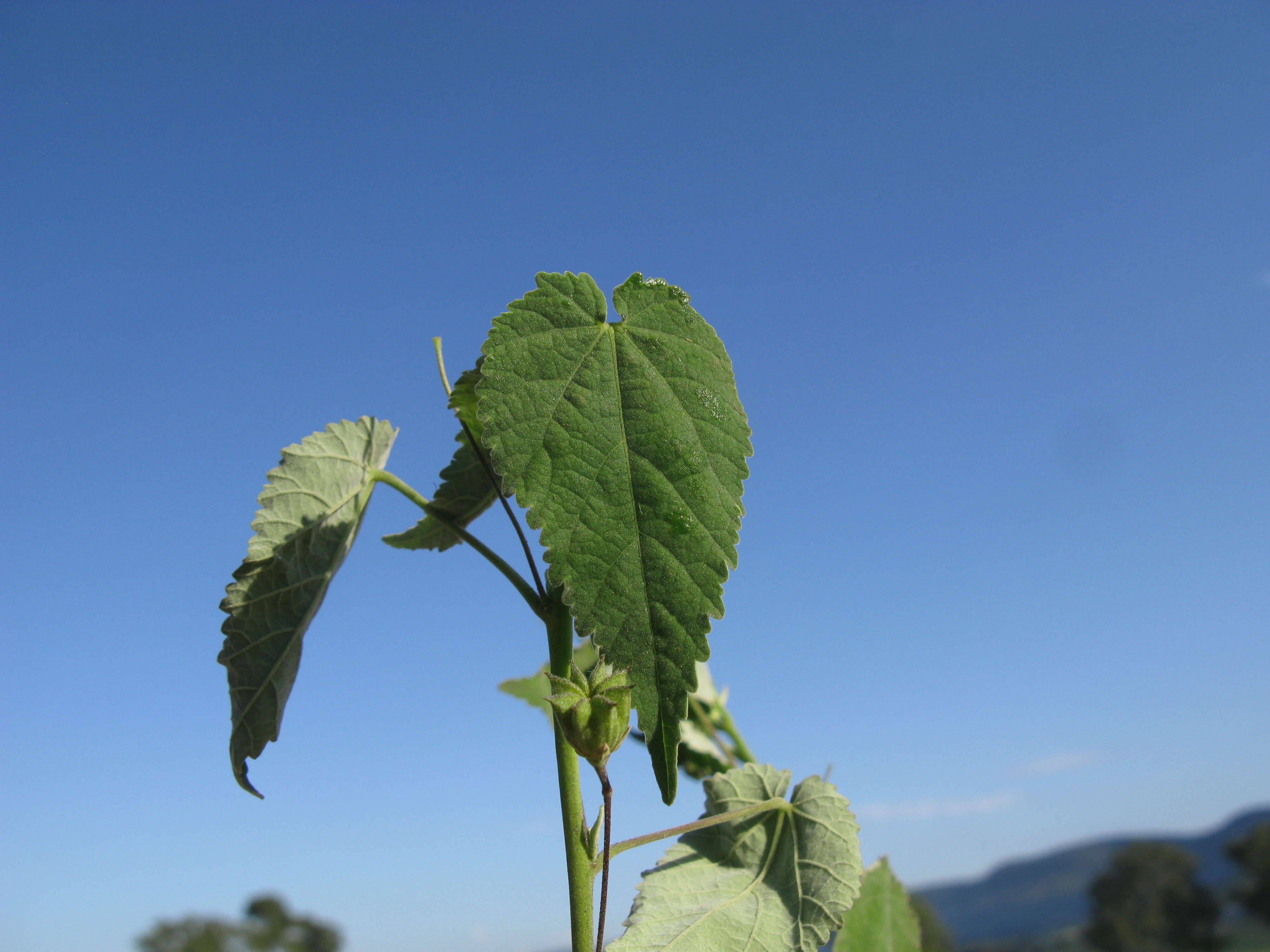 Image of Abutilon oxycarpum (F. Müll.) Benth.