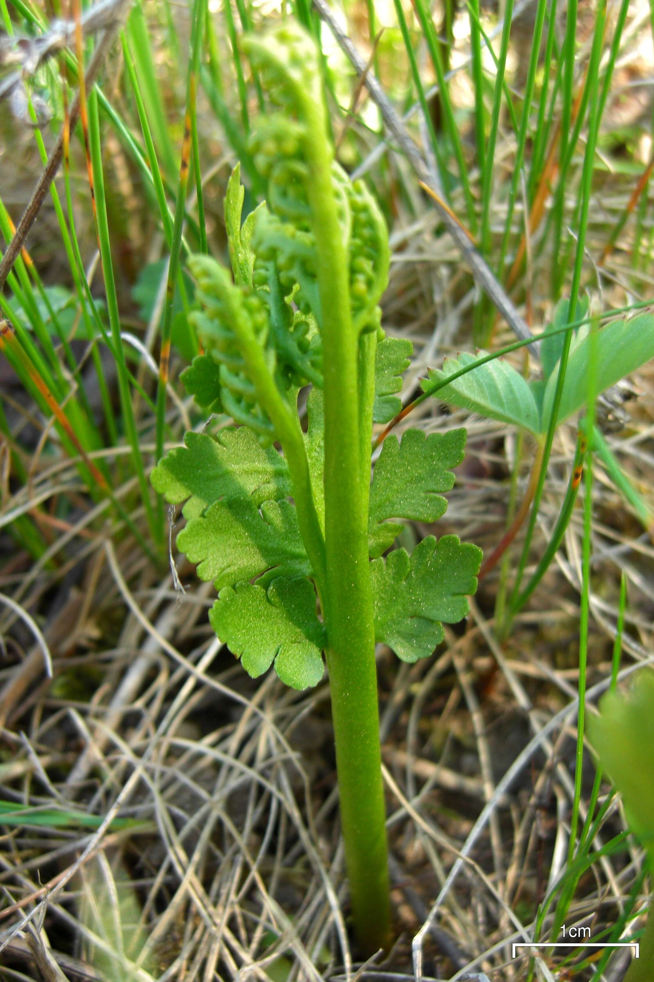 Image of northern moonwort