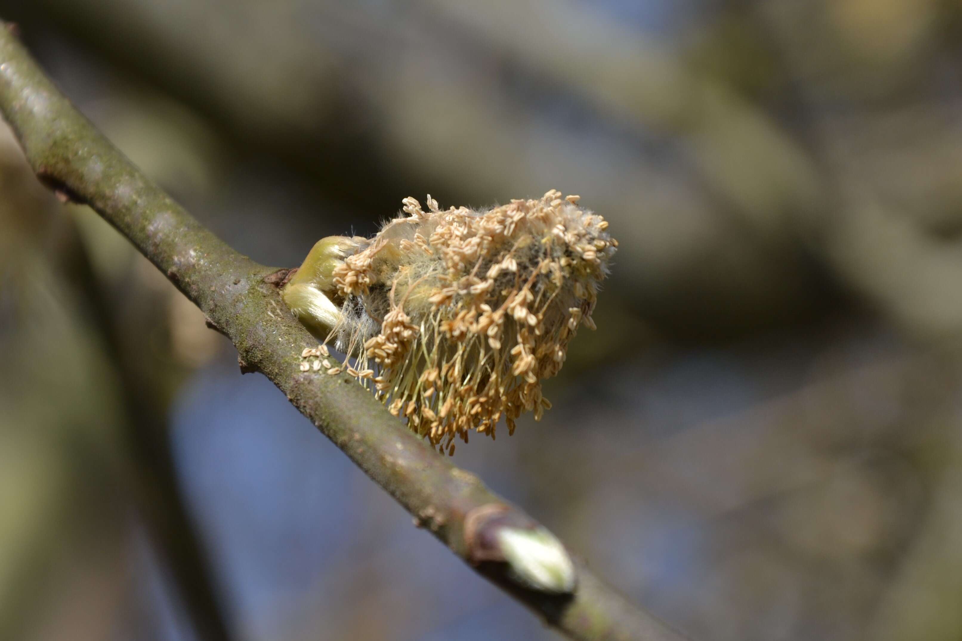 Image of goat willow