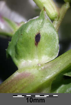 Image of Broad Bean