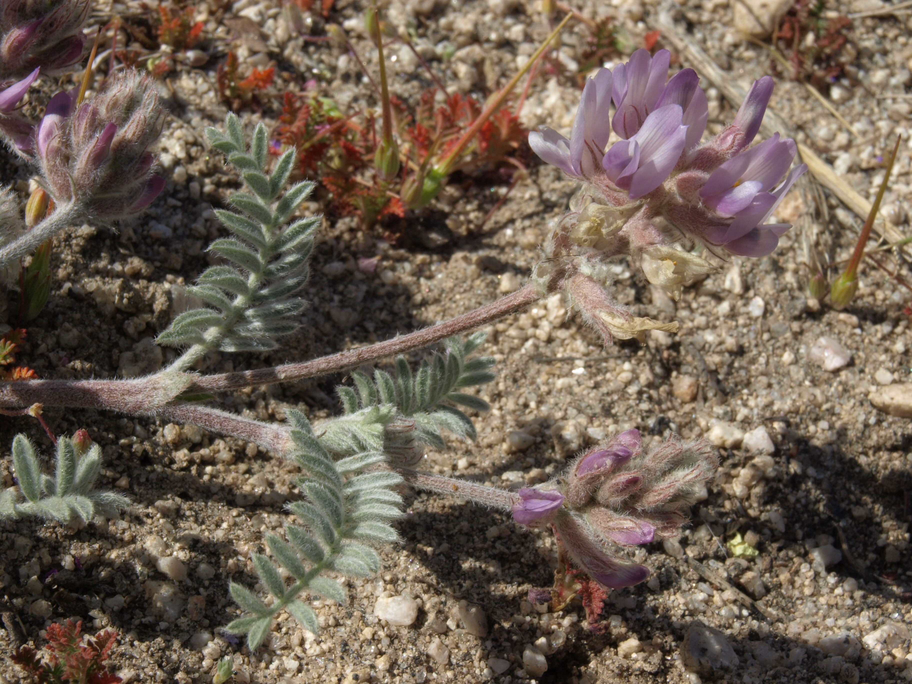 Image de Astragalus andersonii A. Gray