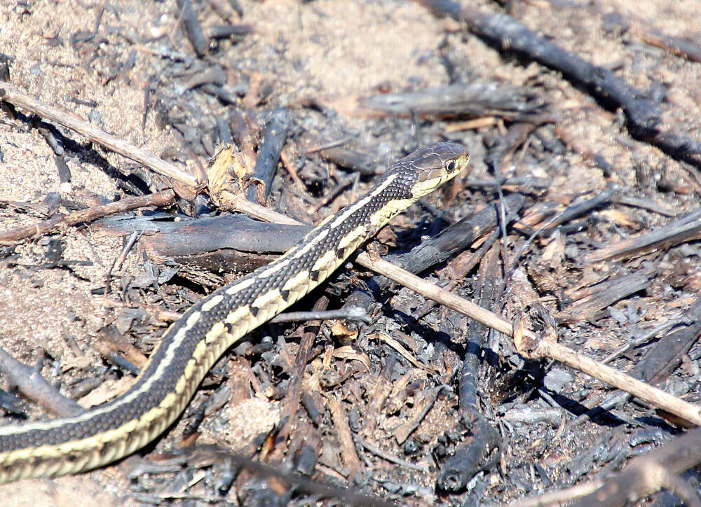 Sivun Thamnophis sirtalis semifasciatus (Cope 1892) kuva