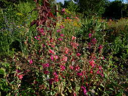 Image of elegant clarkia