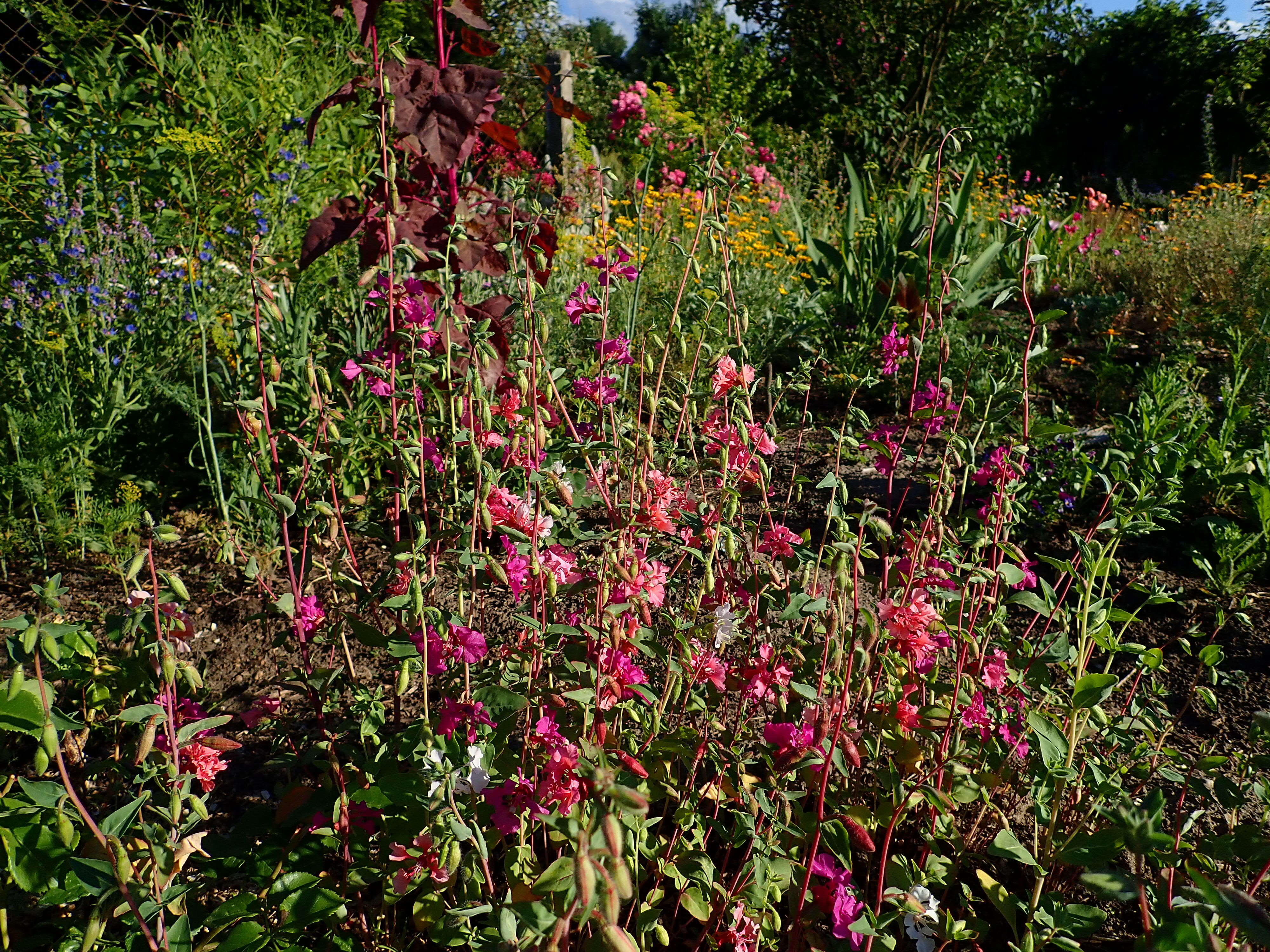 Image of elegant clarkia