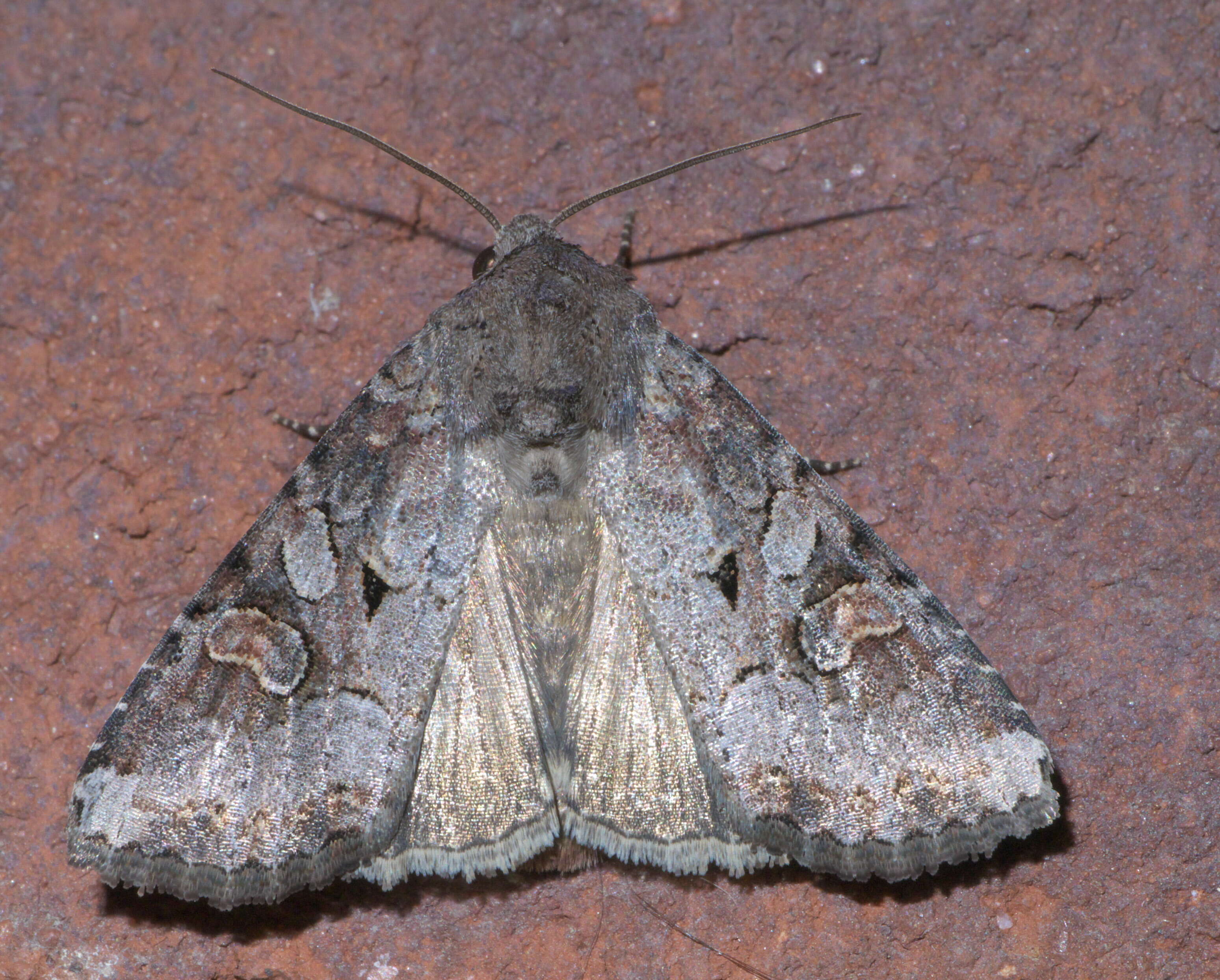 Image of Striped Garden Caterpillar