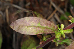 Image of downy goldenrod