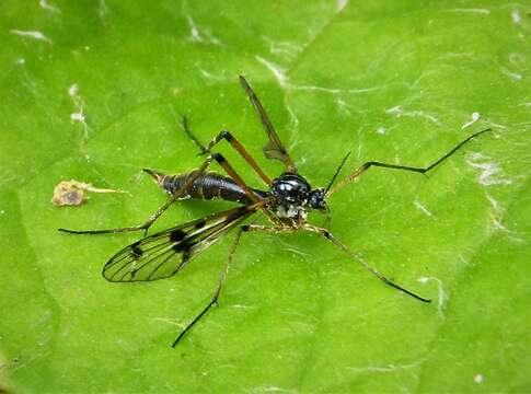 Image of Ptychoptera contaminata (Linnaeus 1758)