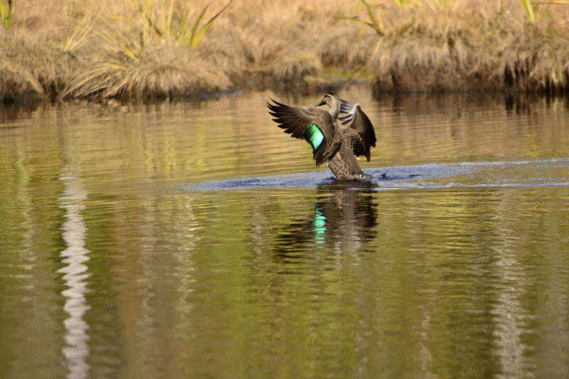 Image of Grey Duck