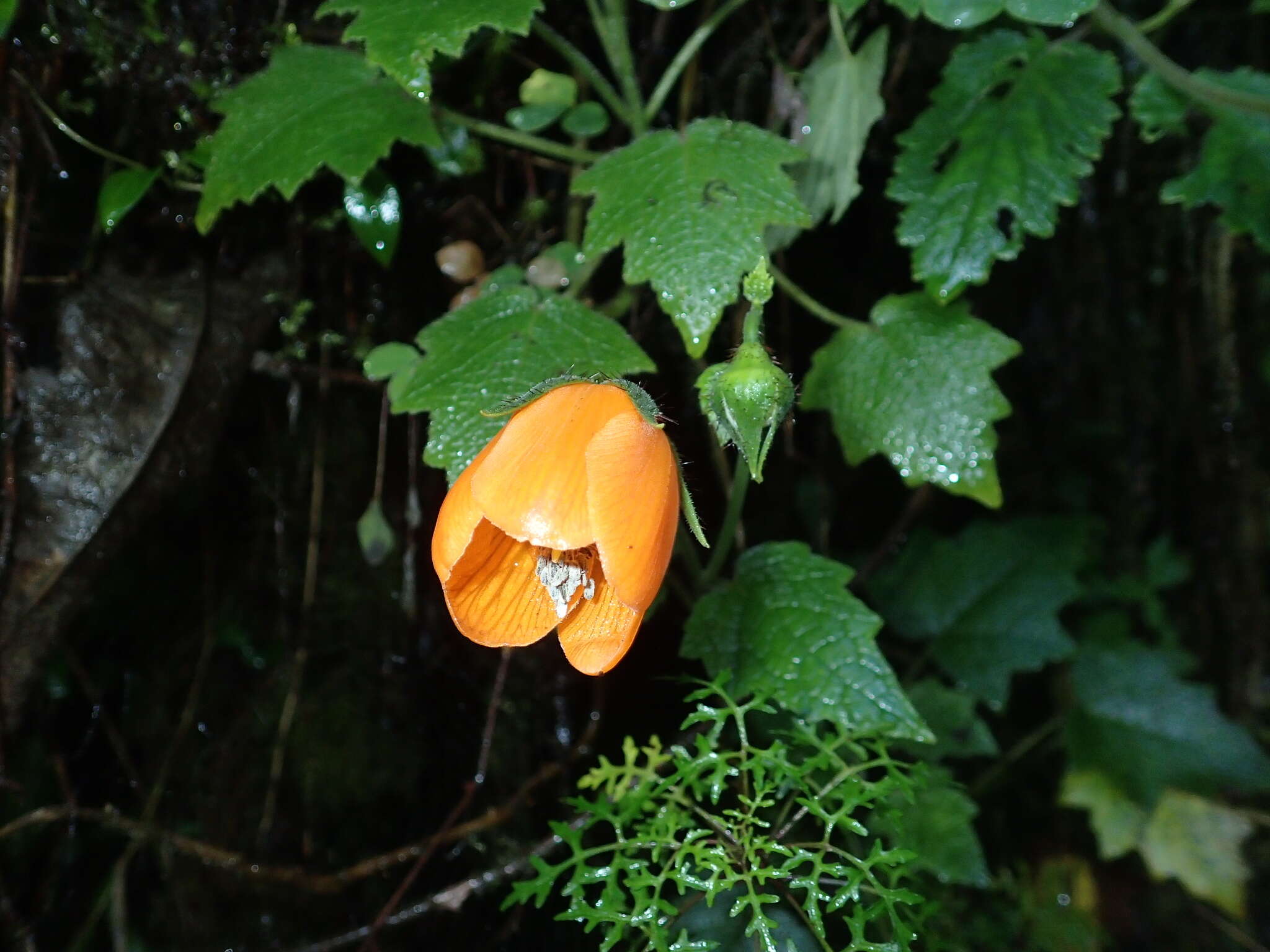 Image of Nasa grandiflora (Lam.) Weigend