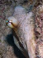 Image of Brazil reef octopus