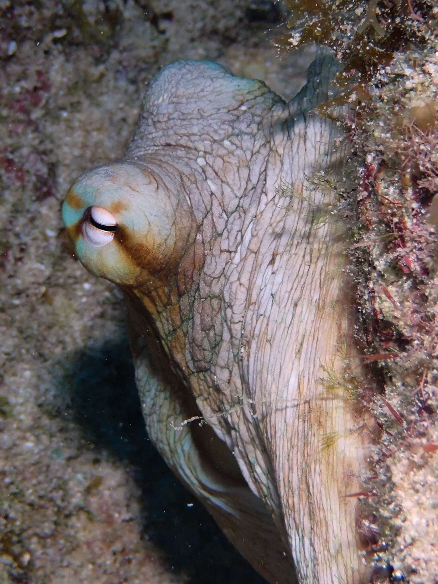 Image de Octopus insularis Leite & Haimovici 2008