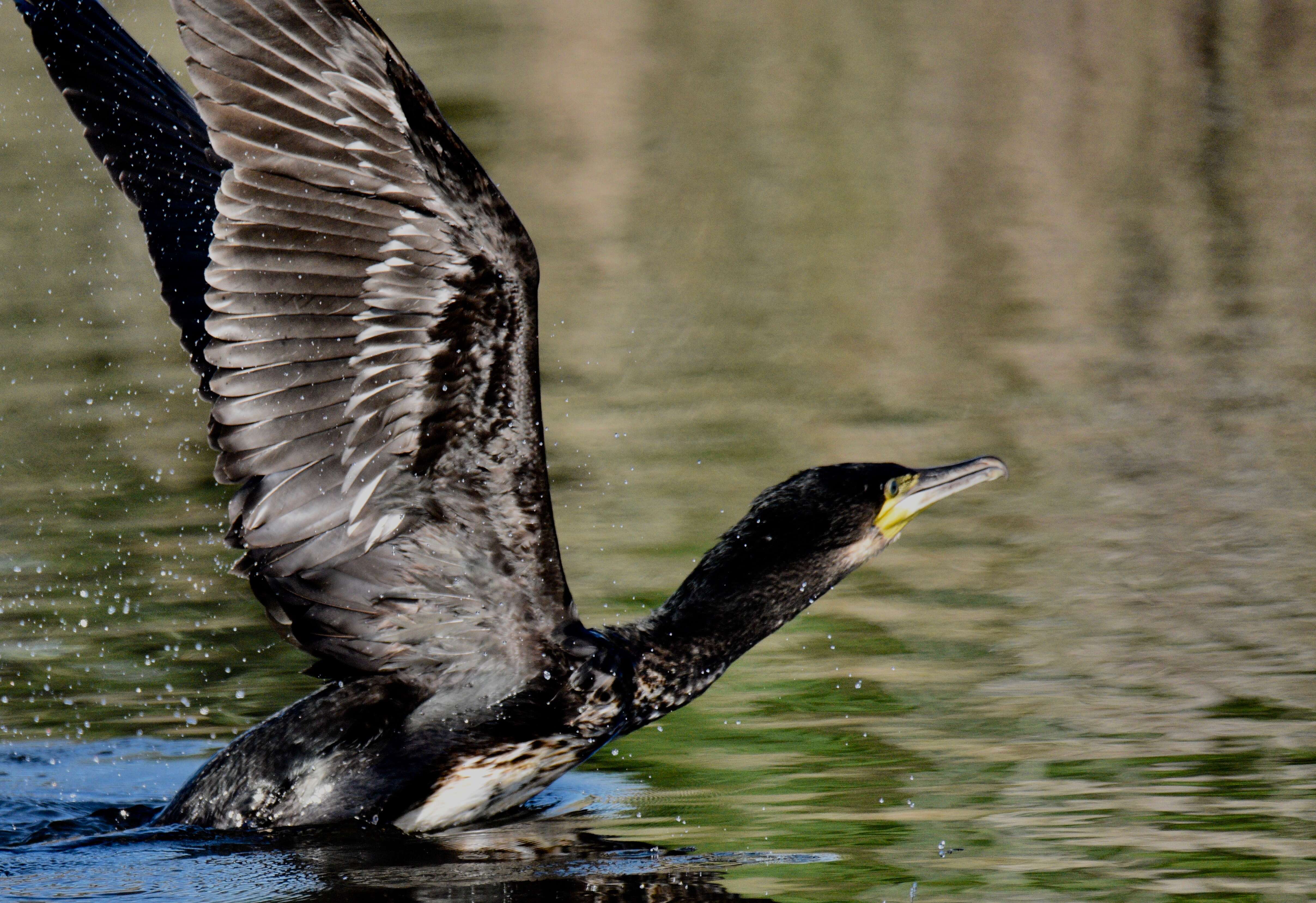 Imagem de Phalacrocorax carbo (Linnaeus 1758)