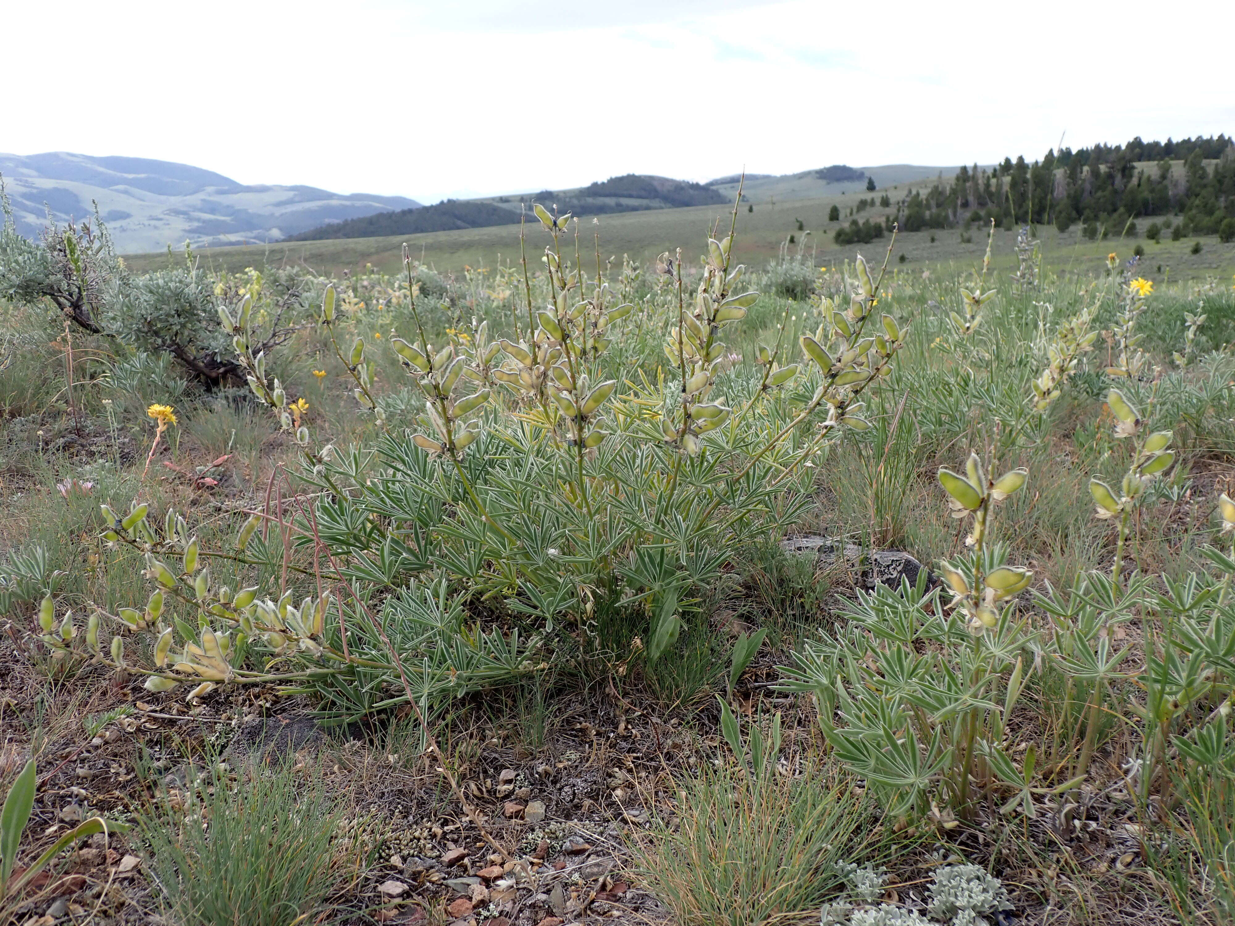 Plancia ëd Lupinus polyphyllus Lindl.