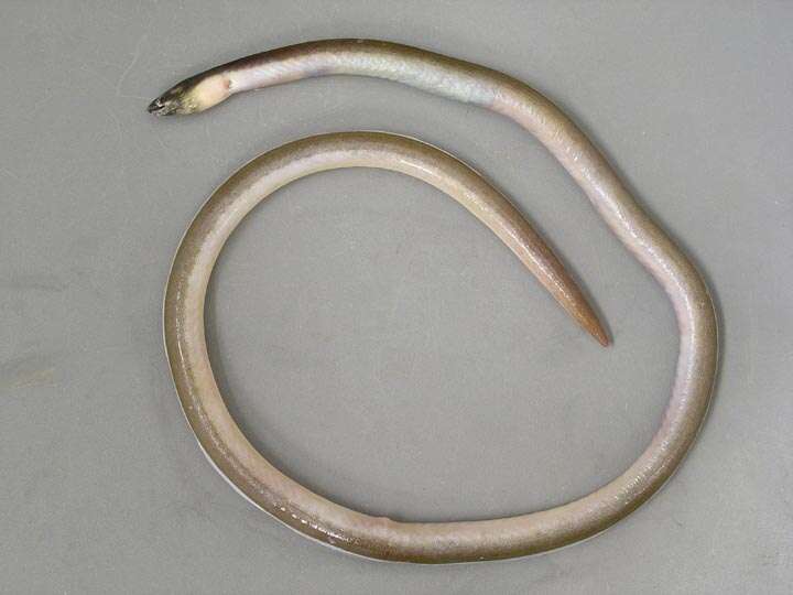 Image of Sooty Eel