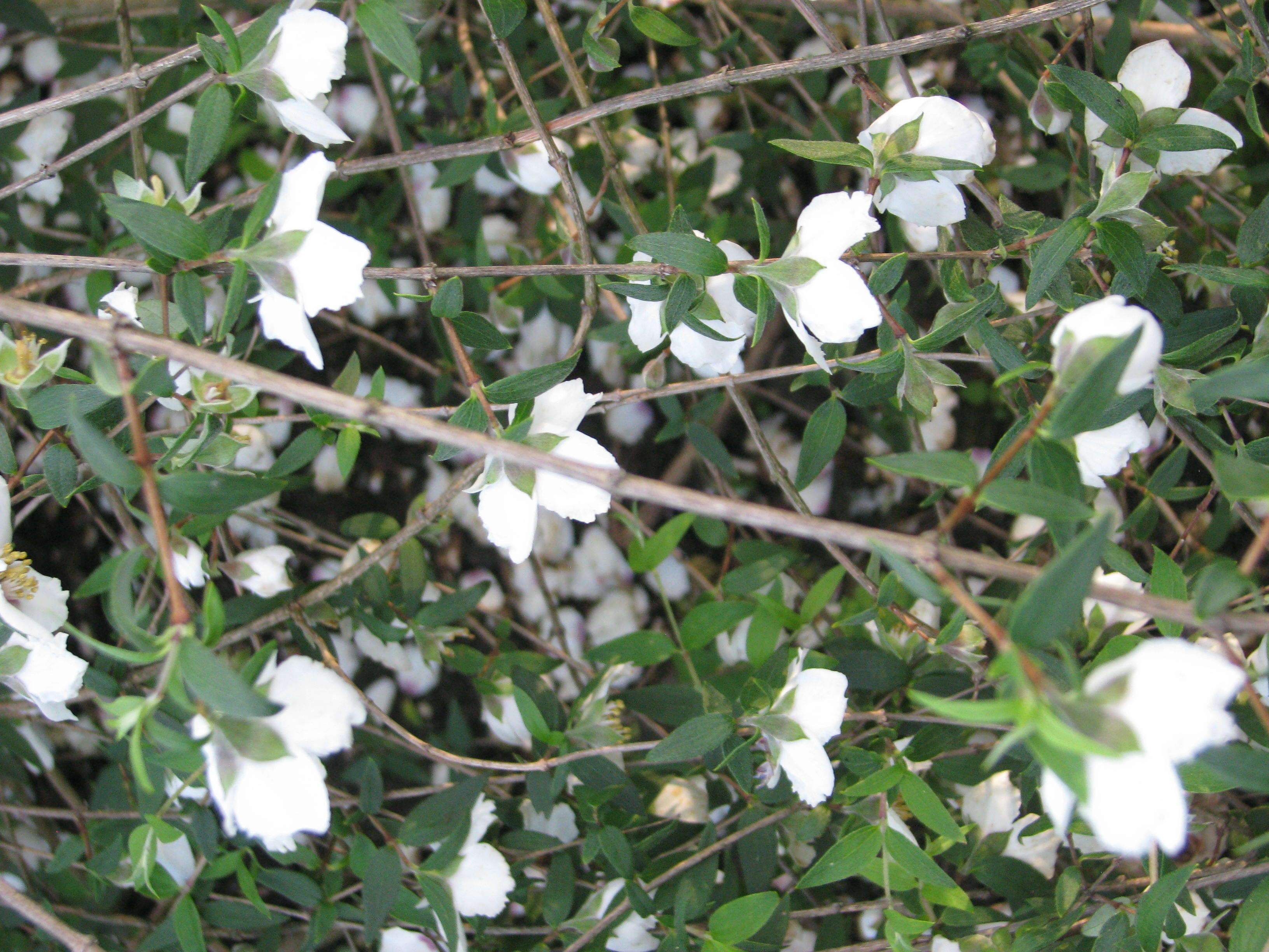 Image of Philadelphus mexicanus Schltdl.