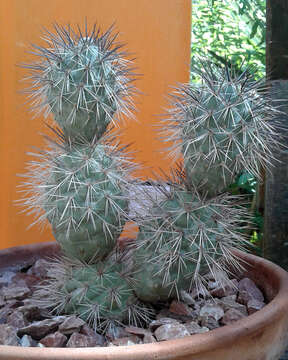 Image of Tephrocactus alexanderi (Britton & Rose) Backeb.