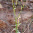 Imagem de Wahlenbergia queenslandica Carolin ex P. J. Sm.