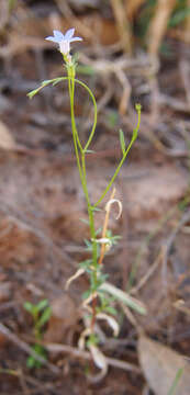 Image of Wahlenbergia queenslandica Carolin ex P. J. Sm.