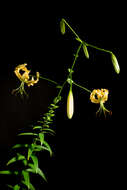 Image of Henry's lily