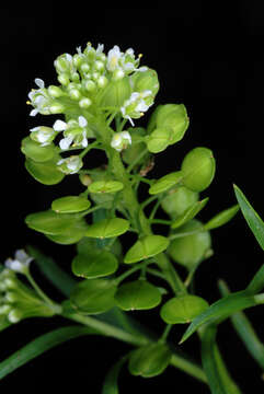 Image of Virginia pepperweed