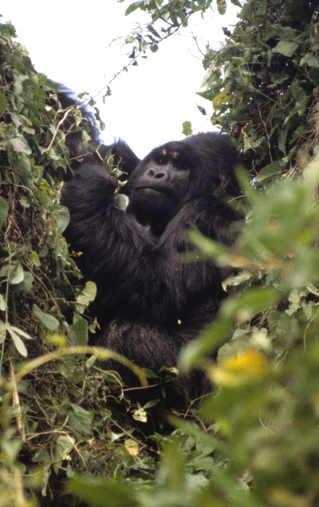 Image of Mountain Gorilla