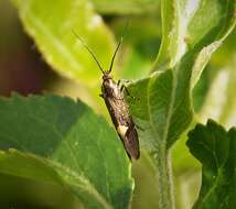 Plancia ëd Esperia sulphurella