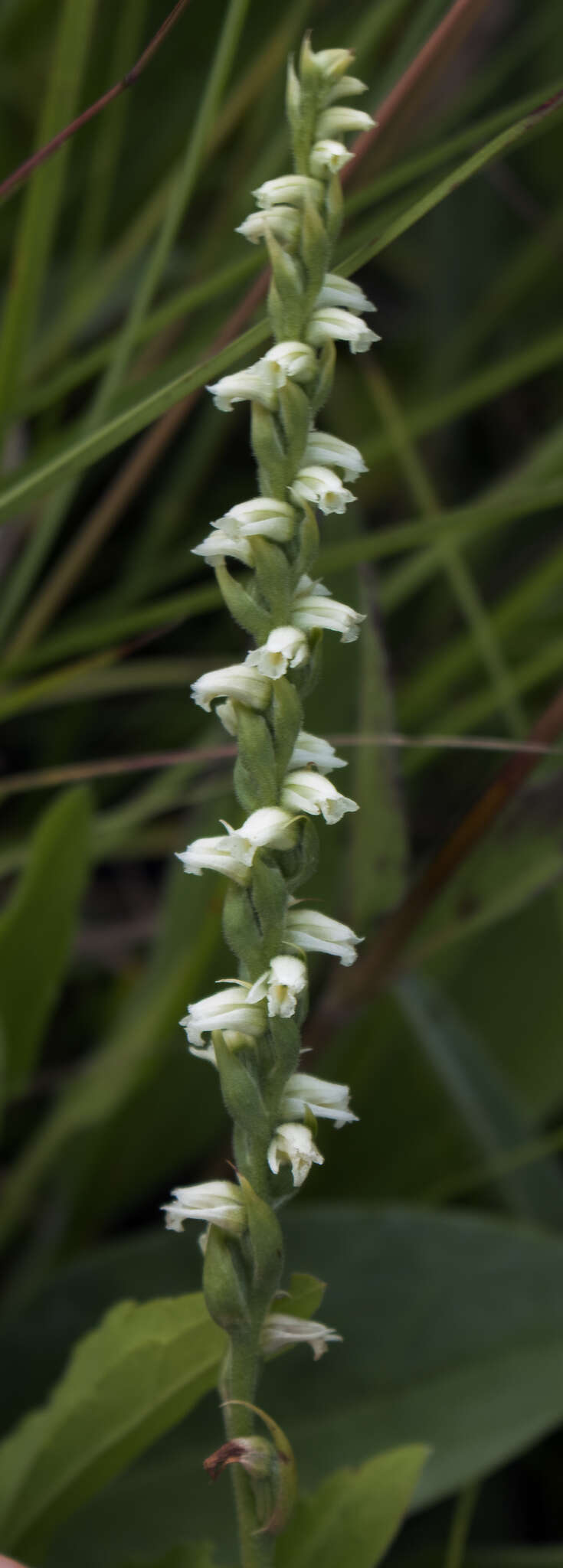 Слика од Spiranthes casei Catling & Cruise