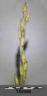 Panicum dichotomiflorum Michx. resmi