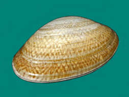 Image of Paratapes Stoliczka 1870