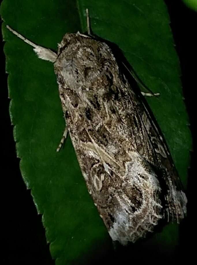 Image of Armyworms