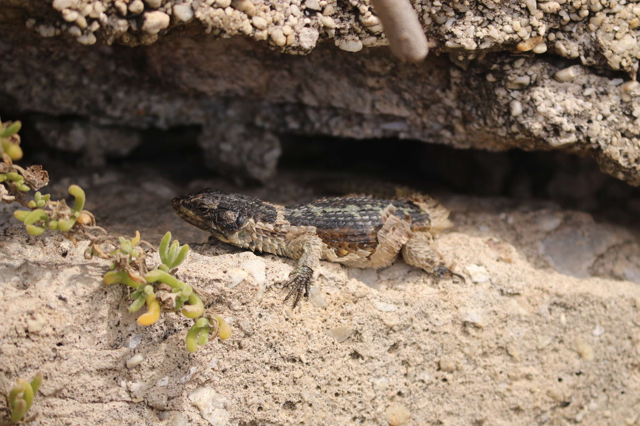 Image of Cape Girdled Lizard