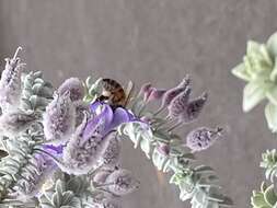 Eremophila lachnocalyx C. A. Gardner resmi