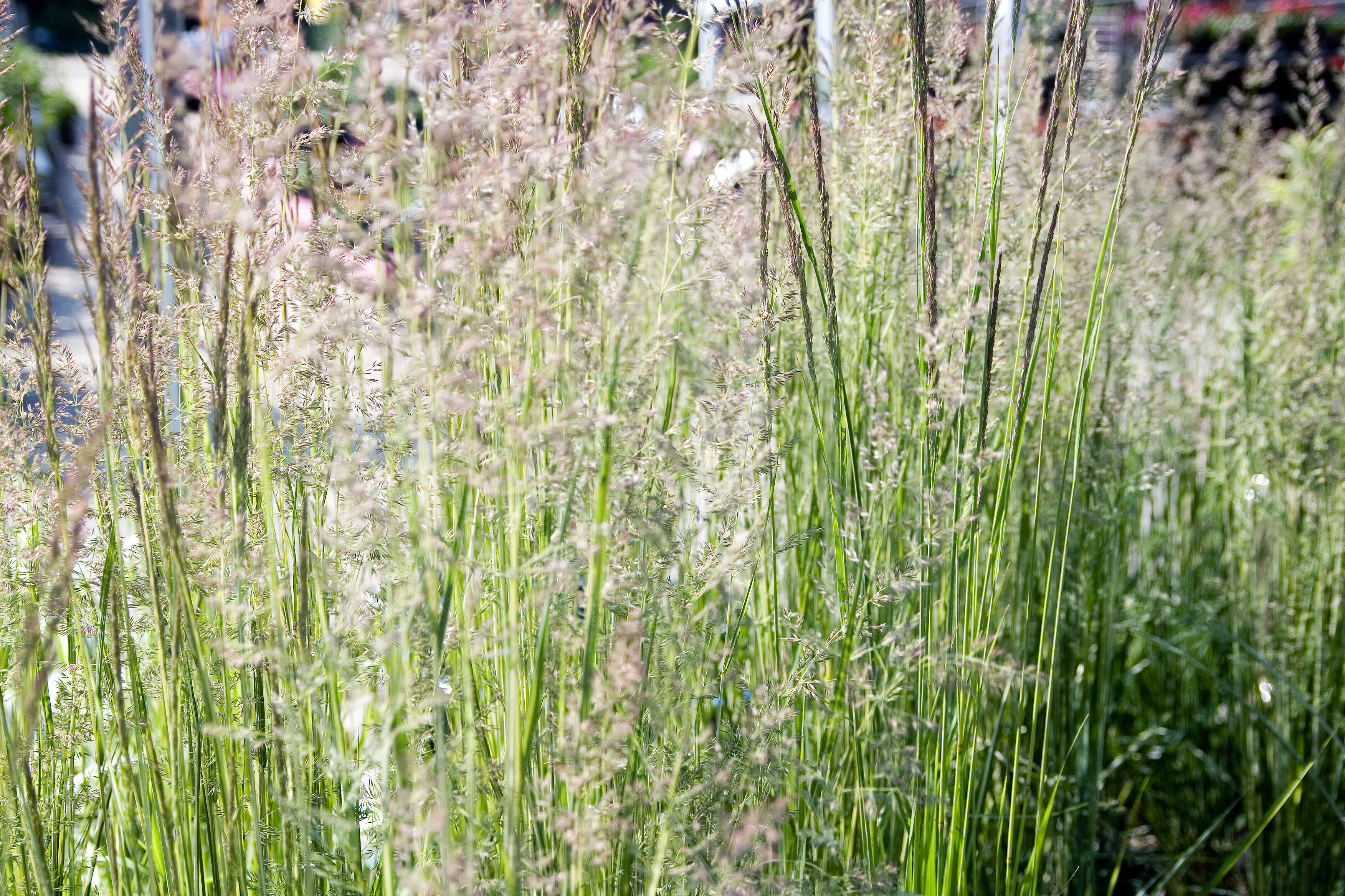 Image of feather reed grass