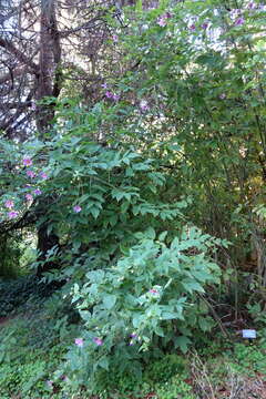 Image of Dahlia tenuicaulis P. D. Sorensen