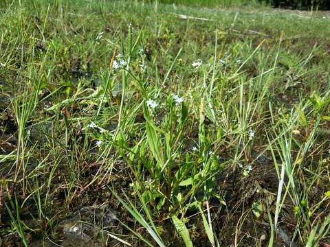 Image of Tufted Forget-Me-Not