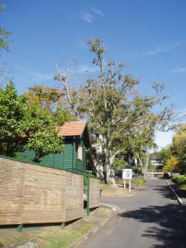 Image of Saw-tooth Oak