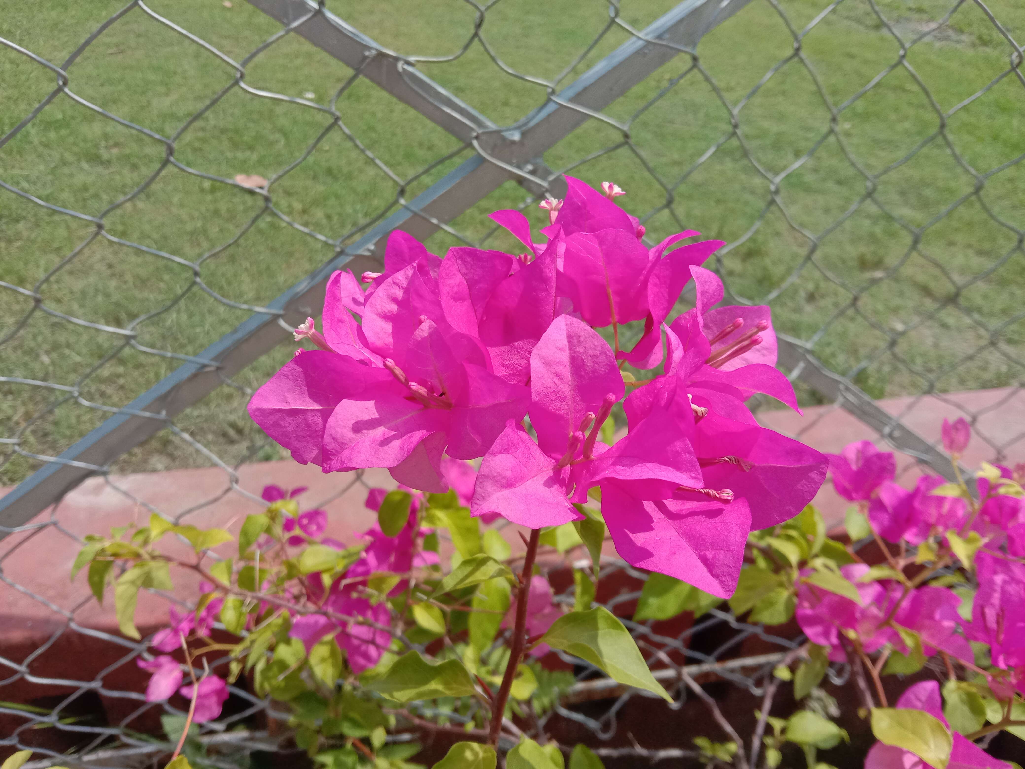 Plancia ëd Bougainvillea glabra Choisy