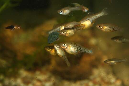 Image of Catemaco platyfish