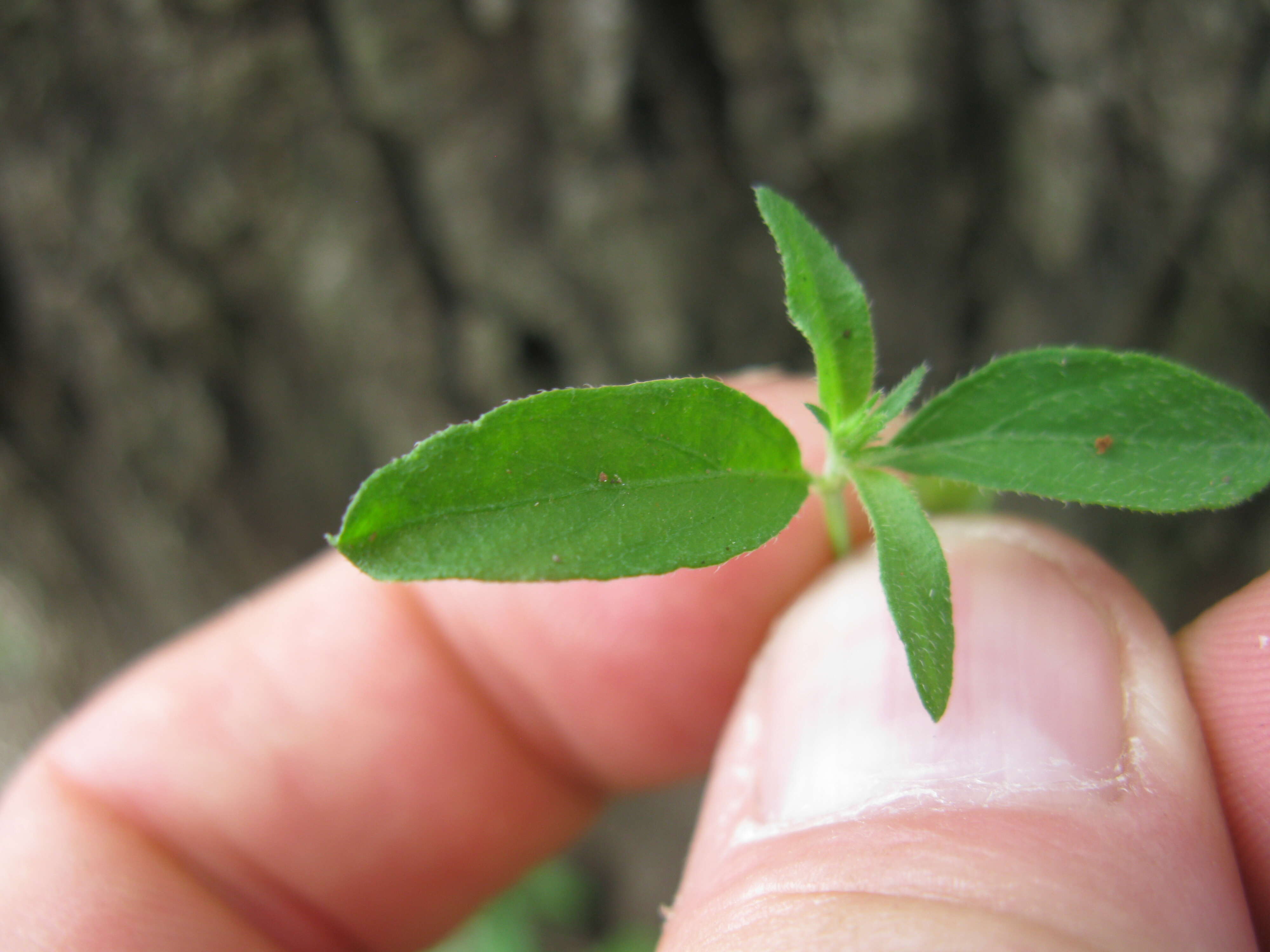 Image of Justicia adscendens subsp. adscendens