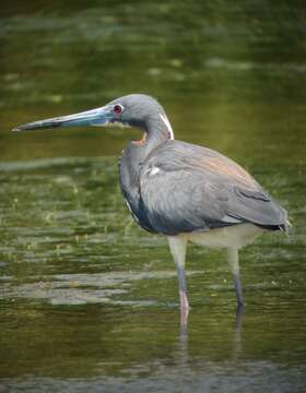 Image de Aigrette tricolore