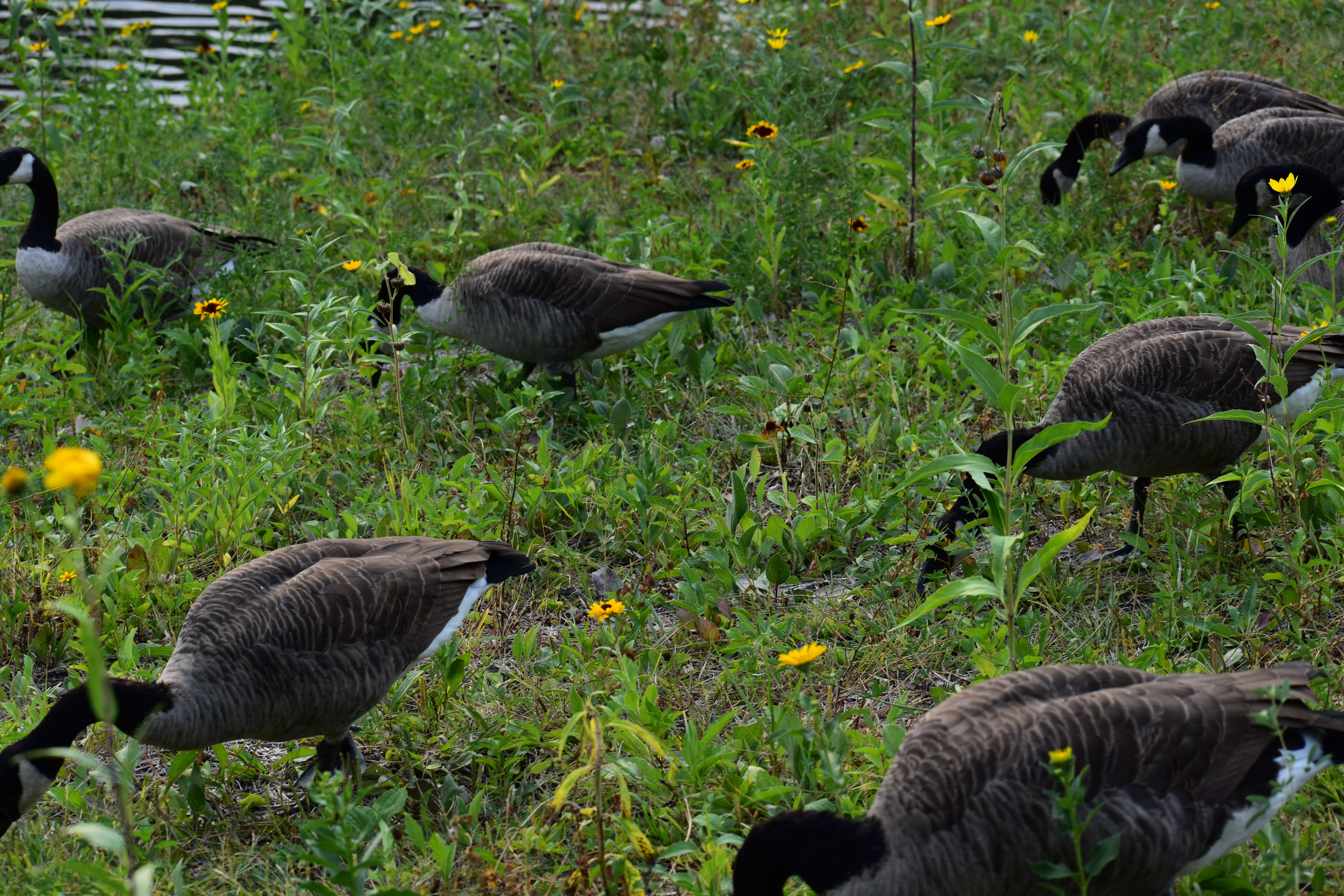 Image of Hawaiian goose