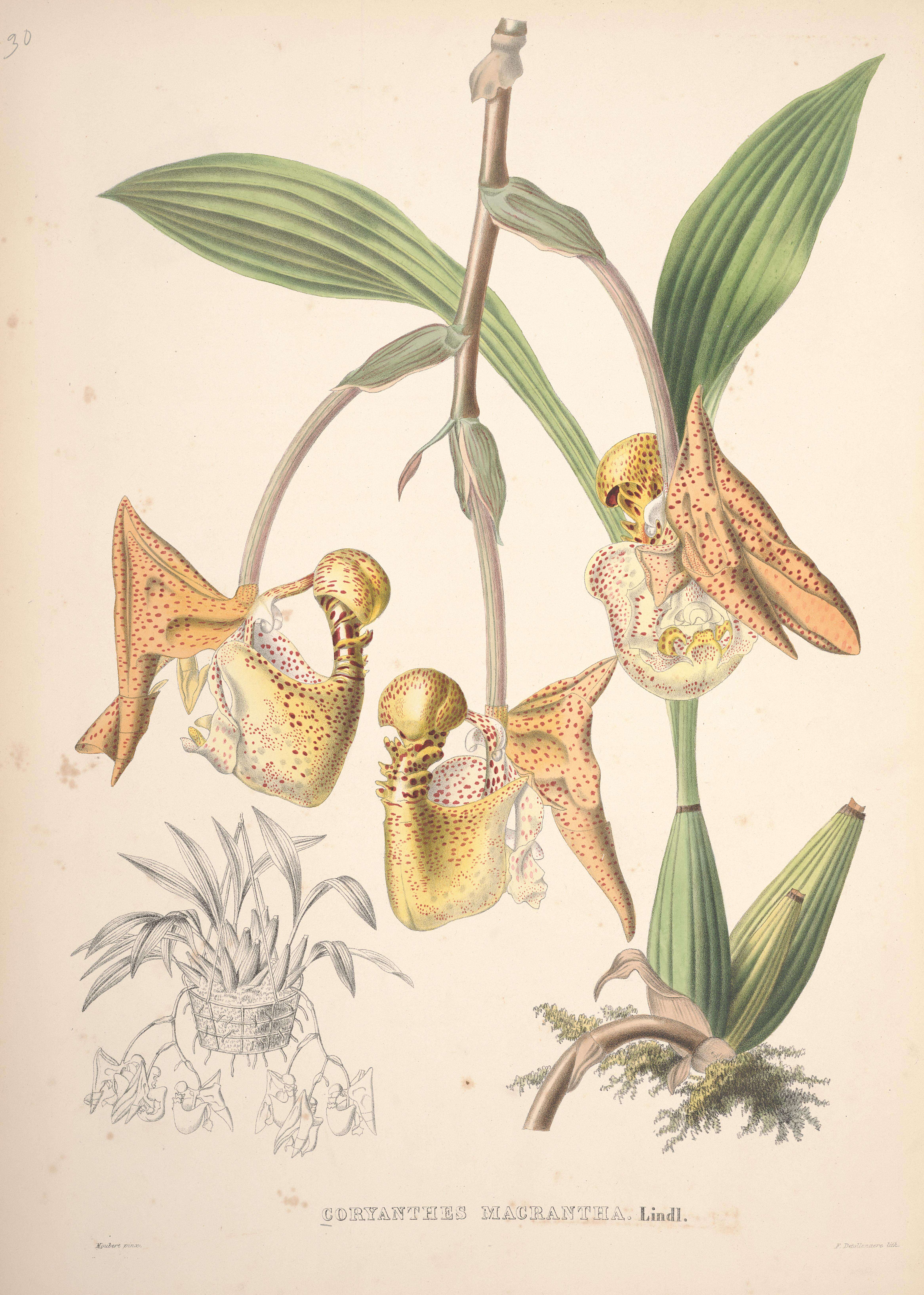 Image of Coryanthes macrantha (Hook.) Hook.