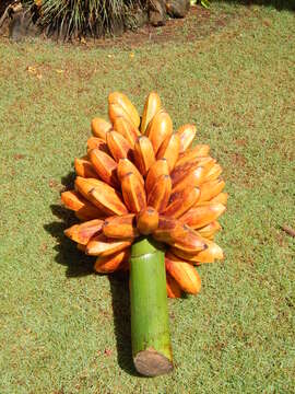 Image of fe'i banana