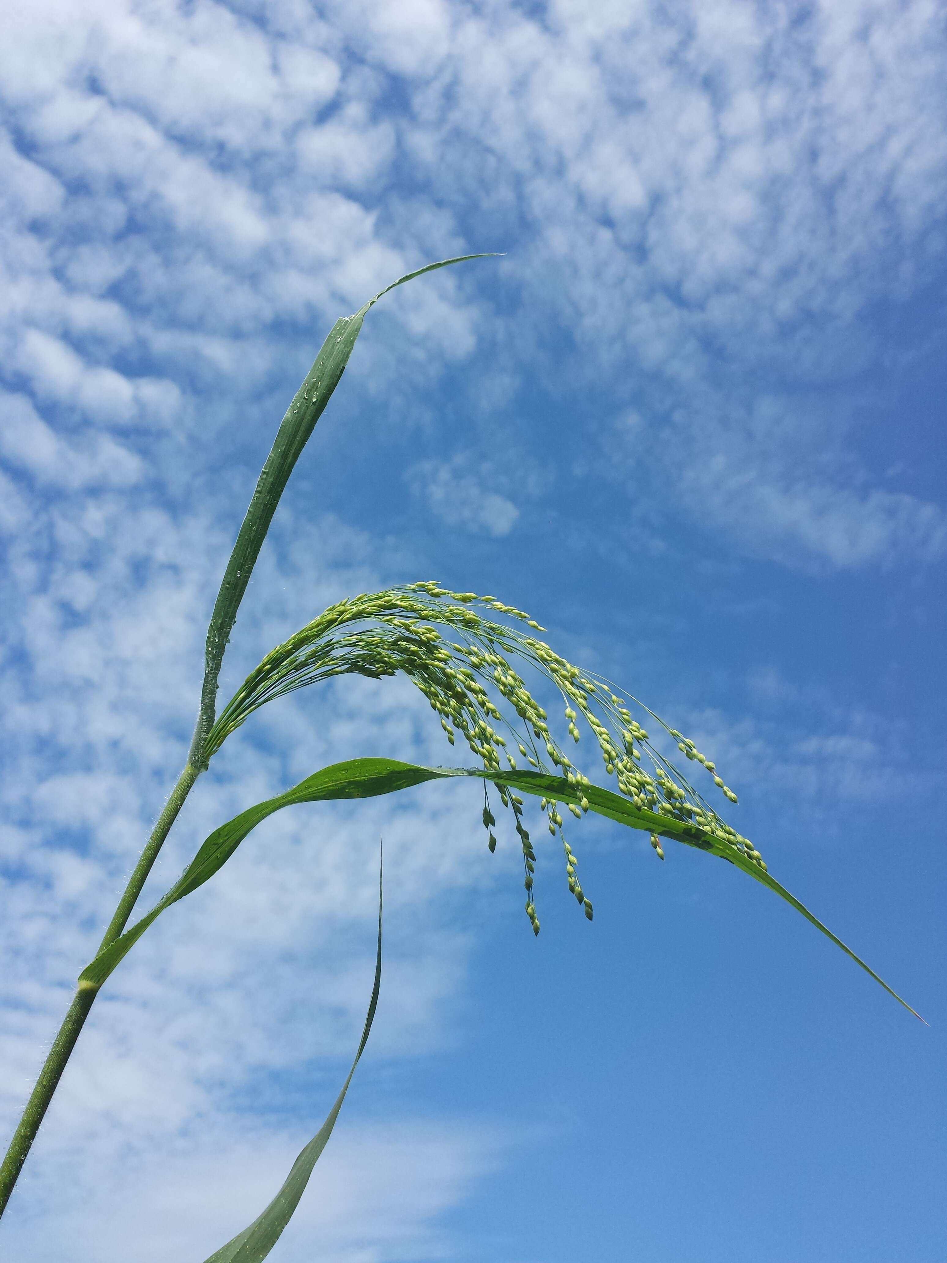 Imagem de Panicum miliaceum L.