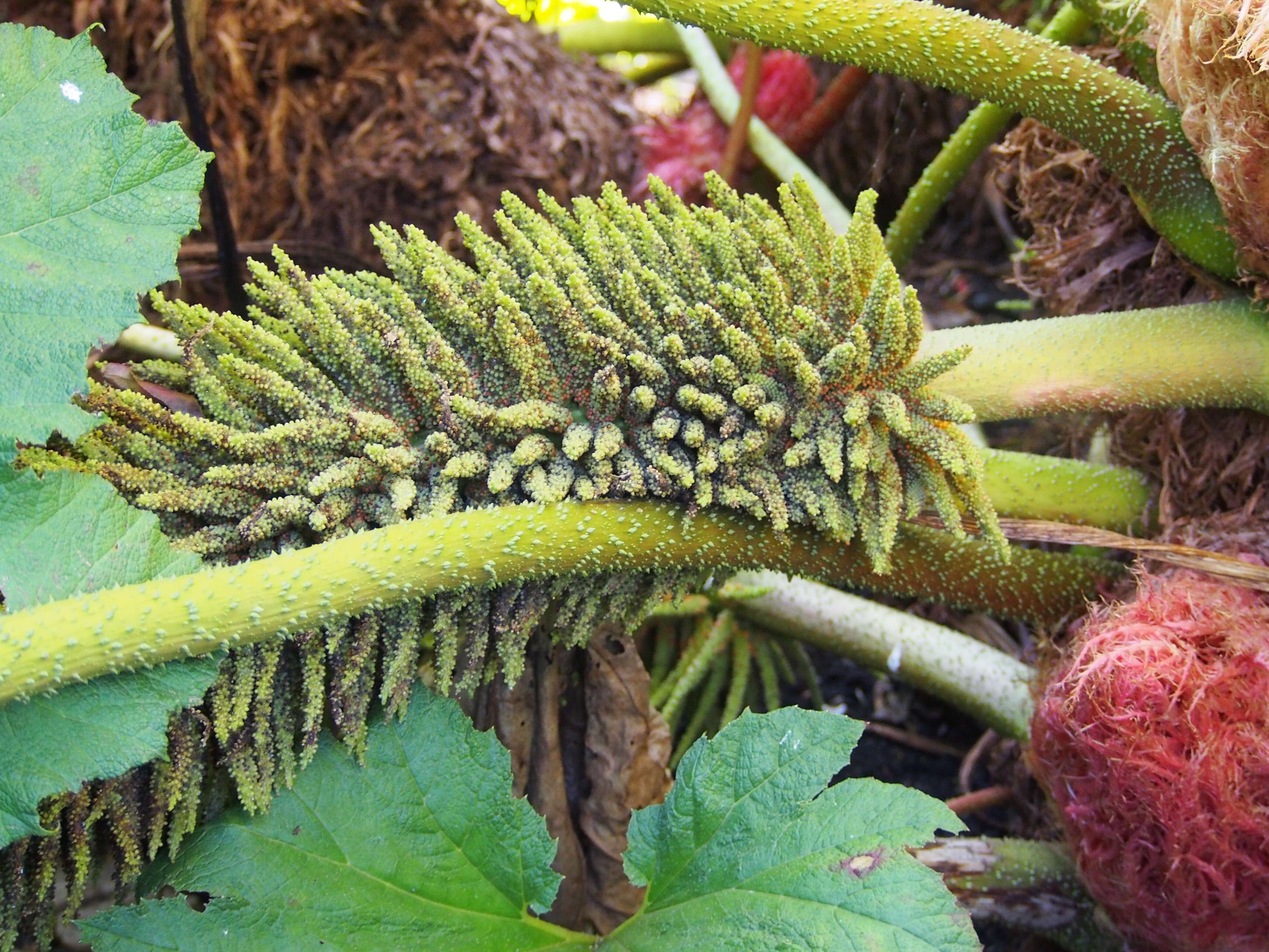 Image of giant rhubarb